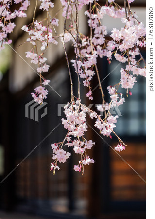 Weeping cherry blossoms at Hojuin Temple in full bloom in spring 126307860