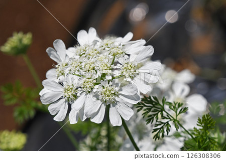 Orlea · White Race 126308306