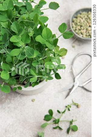Fresh pea microgreens growing in a pot with scissors and seeds on a table 126308330