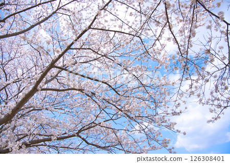 Cherry blossoms in full bloom shining in the blue sky Cherry blossoms in full bloom shining in the blue sky 126308401
