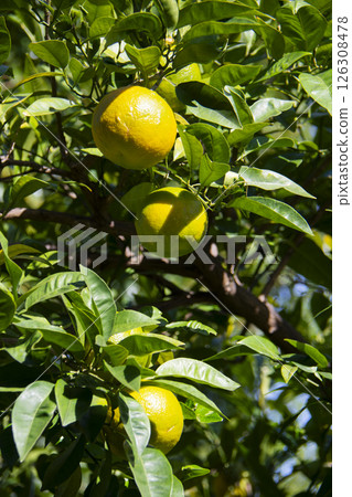 Oranges on a tree 126308478