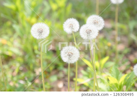 蒲公英的白色絨毛 126308495