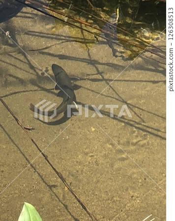 During the trek, I spotted some river fish swimming in the clear stream. During the trek, I spotted some river fish swimming in the clear stream. 126308513