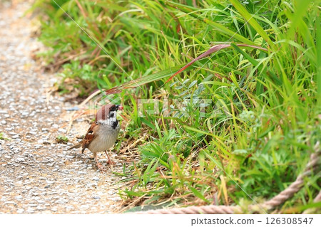 Sparrow looking for food 126308547