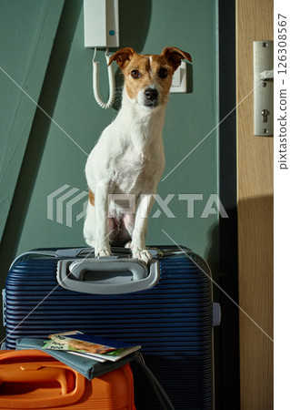 Dog sitting on suitcase ready for travel with owner Dog sitting on suitcase ready for travel with owner 126308567