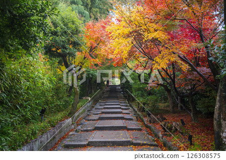 Autumn leaves at Daidokoro Hill, Kodaiji Temple, Kyoto 126308575