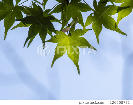 Green maple leaves and veins 126308721