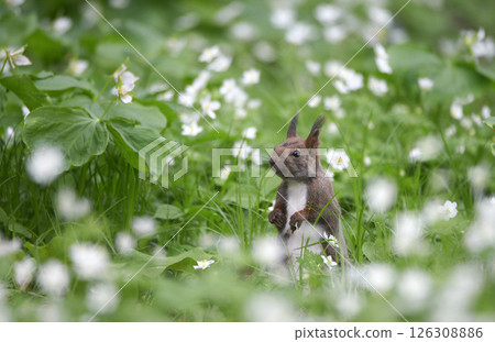 Squirrel in the flower garden 126308886