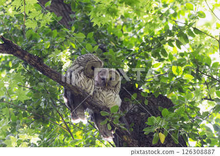 Ezo Owl 126308887