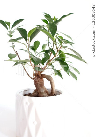 榕樹(Gajumaru)觀賞植物 榕樹(Gajumaru)觀賞植物 126309548