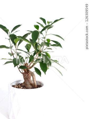 榕樹(Gajumaru)觀賞植物 榕樹(Gajumaru)觀賞植物 126309549