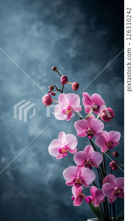 Tall stems of pink orchids with buds and flowers standing against a misty, textured background 126310242