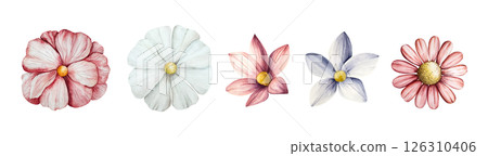 Spring flowers set. Watercolor gerbera, chamomile, echinacea. Hand drawn wildflower art isolated on background, transparent png. Botanical, easter and wedding illustration. Baby shower design elements 126310406