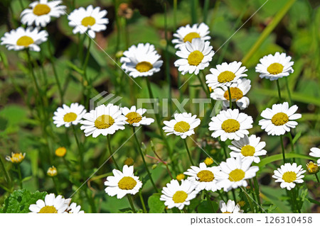 Chrysanthemum Paldsome (North Pole) 126310458