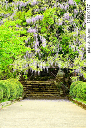 Wisteria flowers at Isobe Shrine Wisteria flowers at Isobe Shrine 126310587