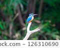 Kingfisher surrounded by light 126310690
