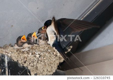 餵食燕子雛鳥 126310745