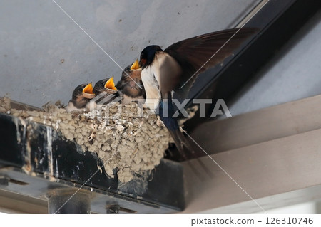 餵食燕子雛鳥 餵食燕子雛鳥 126310746