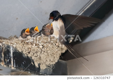 餵食燕子雛鳥 餵食燕子雛鳥 126310747