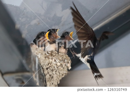 餵食燕子雛鳥 126310749
