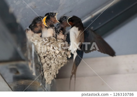 餵食燕子雛鳥 餵食燕子雛鳥 126310786