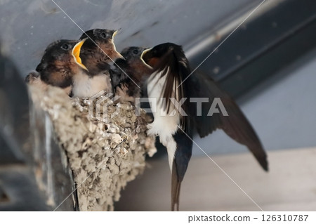 餵食燕子雛鳥 126310787