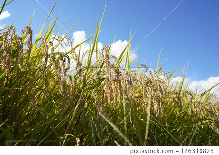 Rice ears, blue sky, rice shortage Rice ears, blue sky, rice shortage 126310823