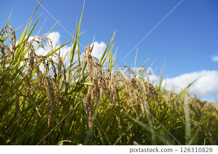 稻穗、藍天、米短缺 126310826