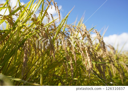 Rice ears, blue sky, rice shortage Rice ears, blue sky, rice shortage 126310837