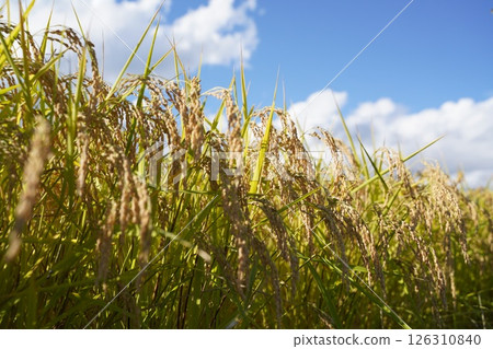 Rice ears, blue sky, rice shortage Rice ears, blue sky, rice shortage 126310840