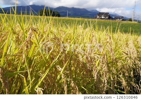 Rice ears, blue sky, rice shortage Rice ears, blue sky, rice shortage 126310846
