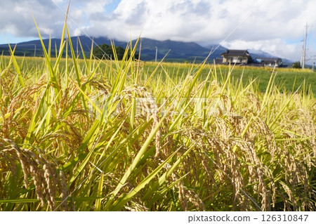 Rice ears, blue sky, rice shortage 126310847