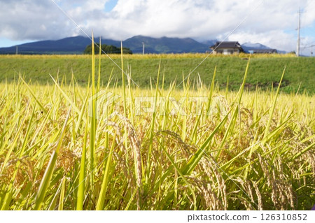 稻穗、藍天、米短缺 126310852