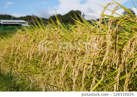 稻穗、藍天、米短缺 126310854