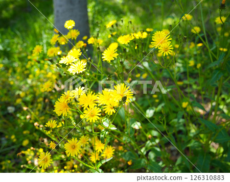 森林裡盛開的亮黃色蒲公英花 126310883