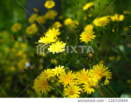 Close-up of a yellow false dandelion blooming in sunlight Close-up of a yellow false dandelion blooming in sunlight 126310884