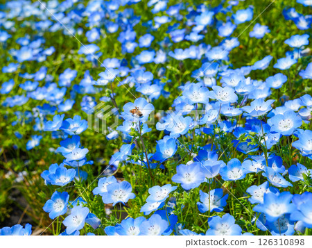 Nemophila blue flowers and bees busy collecting nectar Nemophila blue flowers and bees busy collecting nectar 126310898