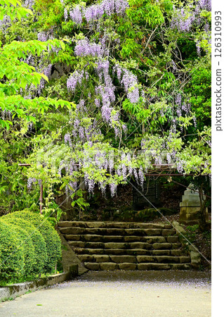 Wisteria flowers at Isobe Shrine Wisteria flowers at Isobe Shrine Wisteria flowers at Isobe Shrine Wisteria flowers at Isobe Shrine 126310993