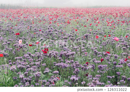 Flower garden Flower garden 126311022