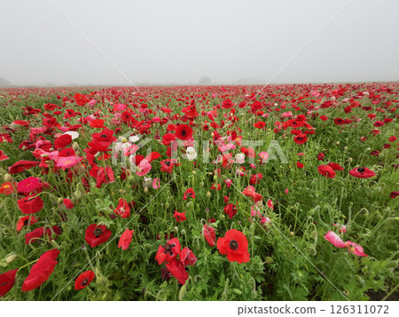 Poppy field Poppy field 126311072