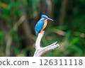 A beautiful kingfisher from behind 126311118