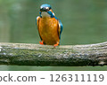 A kingfisher standing in silence 126311119