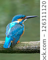 A beautiful kingfisher from behind 126311120