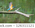 A kingfisher captured in the moment of flapping its wings 126311121