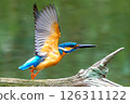 A kingfisher captured in the moment of flapping its wings 126311122