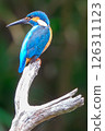 A beautiful kingfisher from behind 126311123