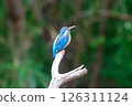 A kingfisher perched on a branch, surveying its surroundings 126311124