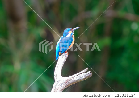A kingfisher perched on a branch, surveying its surroundings 126311124