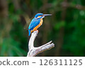 Kingfisher just before taking off 126311125