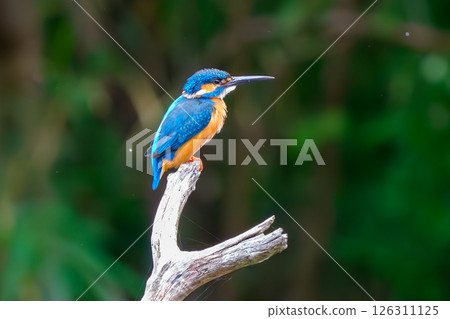 Kingfisher just before taking off 126311125